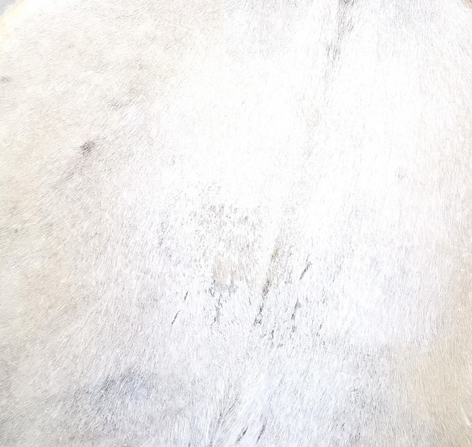 SOIN CHAMANIQUE LYON