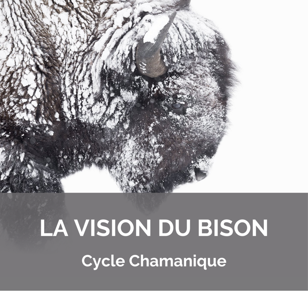 Cycle Chamanique – Vision du Bison