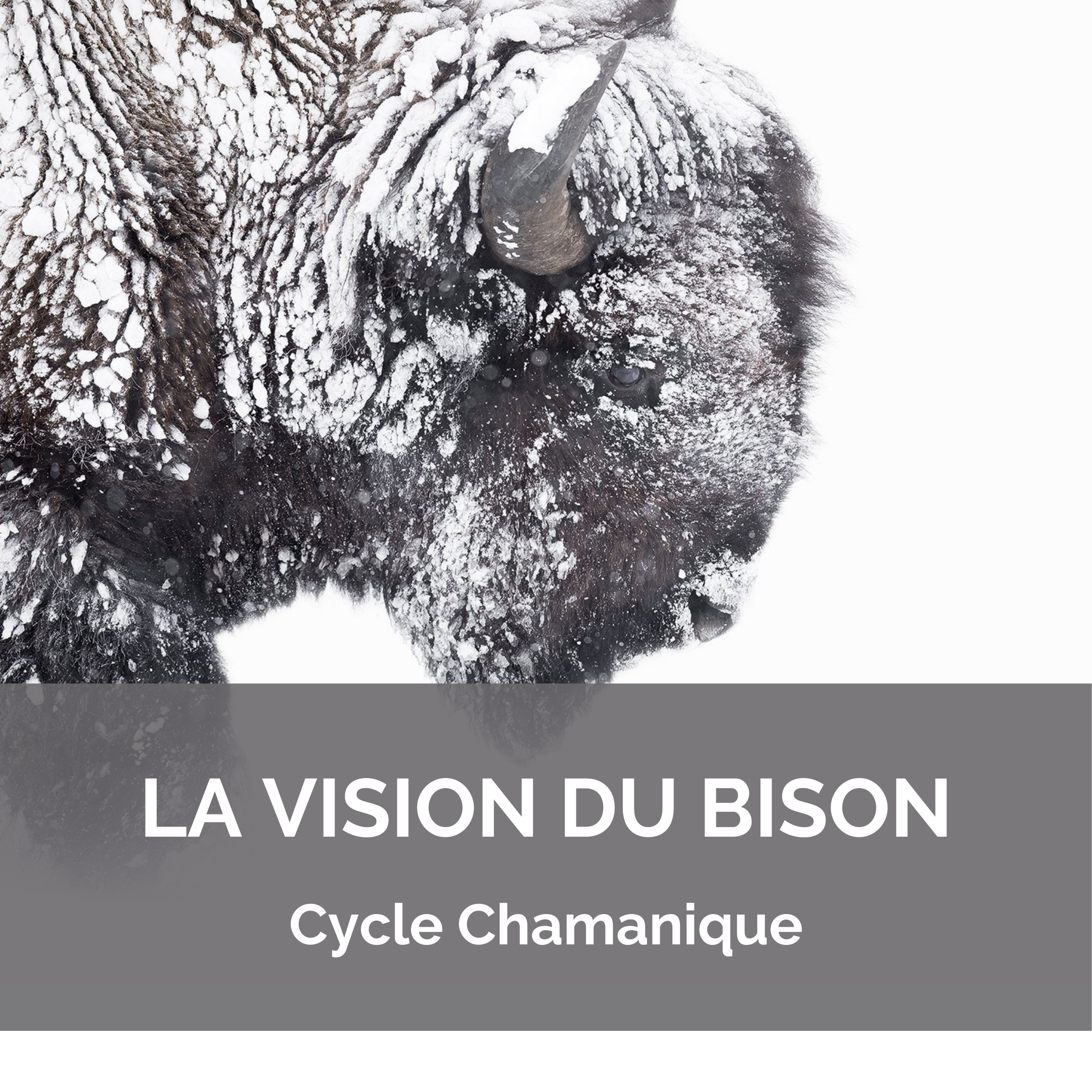 Cycle Chamanique – Vision Du Bison