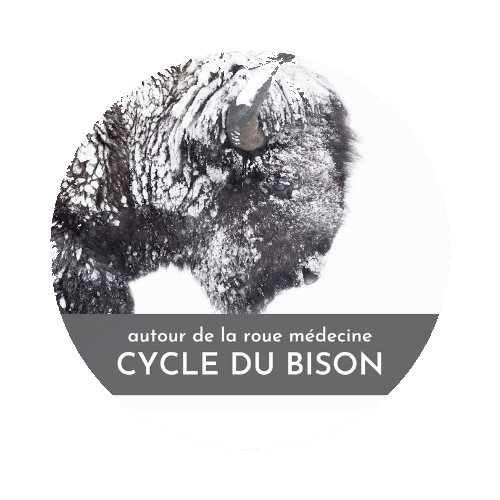 cycle du bison