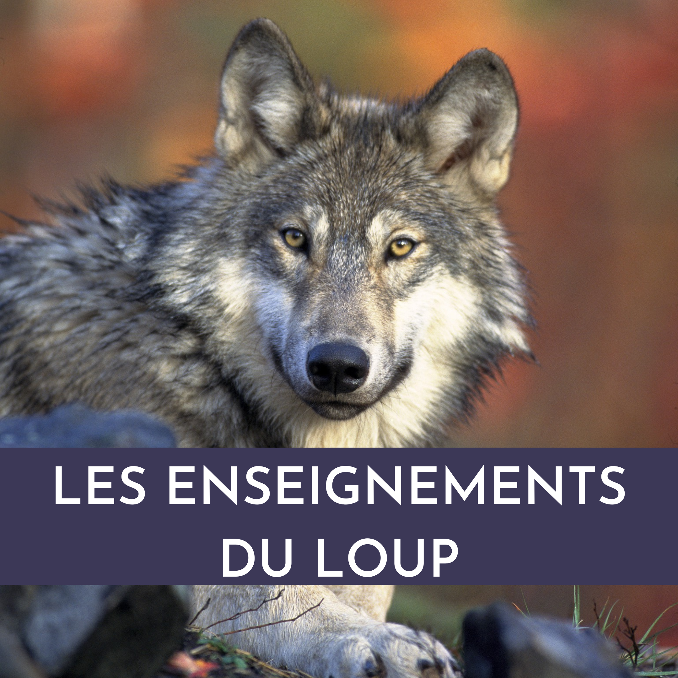 Les Enseignements Du Loup – Du 1er Au 3 Décembre 23