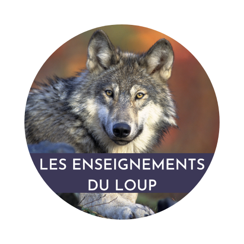 enseignements du loup